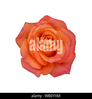 Rosa odorata Schöne große Blume auf einem weißen Hintergrund. Rosa üppige Rose Blume Stockfoto