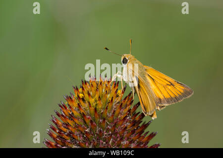 Delaware Skipper, Anatrytone Logan, männliche nectaring aus Sonnenhut, Echinacea angustifolia Stockfoto