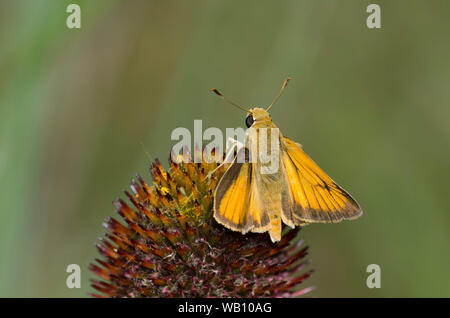 Delaware Skipper, Anatrytone Logan, männliche nectaring aus Sonnenhut, Echinacea angustifolia Stockfoto