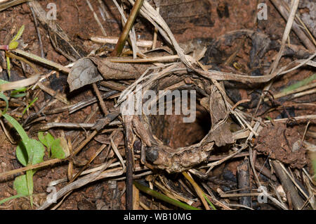 Wolf Spider, Familie Lycosidae, fuchsbau mit Revolver Stockfoto