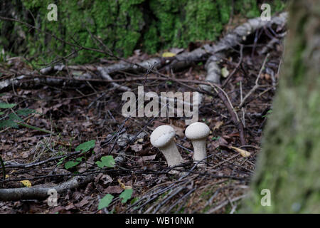 Lycoperdon perlatum weiße essbare Pilze im Wald. Allgemein bekannt als gemeinsame Puffball, warted Puffball, Edelstein - verzierte puffball oder des Teufels snuf Stockfoto