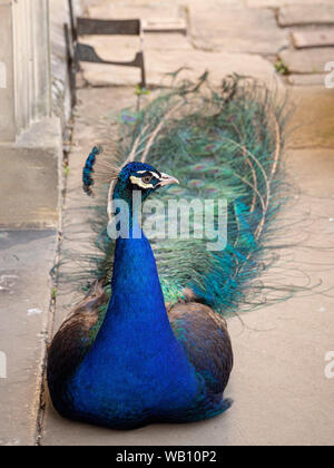 Pfau Stockfoto