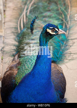 Pfau Stockfoto