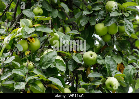 Bio Apfel an einem Baum, Apfel Obst, große reife Äpfel Cluster hängen Heap auf einem Ast in einer intensiven Apple Orchard Stockfoto