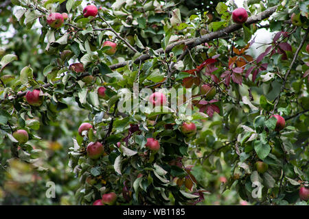 Bio Apfel an einem Baum, Apfel Obst, große reife Äpfel Cluster hängen Heap auf einem Ast in einer intensiven Apple Orchard Stockfoto