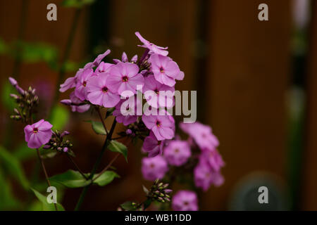 Phlox paniculata rosa blühenden Blumen. Blumensträuße rosa Phlox auf einem Bett im Sommergarten. Weich fließend. Stockfoto