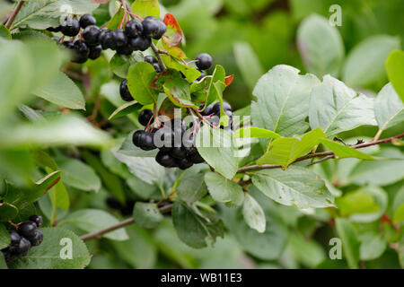 Aronia melanocarpa Aronia Beeren oder auf einem Busch. Strauch mit Trauben reif Aronia im Garten. Herbst Ernte. Stockfoto
