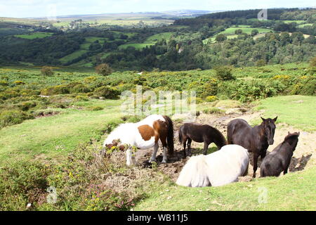 DARTMOOR PONYS AUF DARTMOOR, Devon, England. DARTMOOR HILL Ponys sind wilde Ponys, die LIVE AUF DARTMOOR für Jahrhunderte. Sie sind stark und sanfte Tiere. Nur 800 frei herumlaufen. Reisen in Großbritannien. Tourismus. Wilden Ponys. Wilde Tiere. Gutes Reiten Ponys. Stockfoto