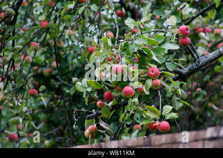Bio Apfel an einem Baum, Apfel Obst, große reife Äpfel Cluster hängen Heap auf einem Ast in einer intensiven Apple Orchard Stockfoto