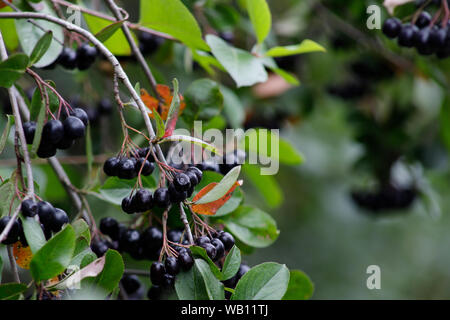 Aronia melanocarpa Aronia Beeren oder auf einem Busch. Strauch mit Trauben reif Aronia im Garten. Herbst Ernte. Stockfoto