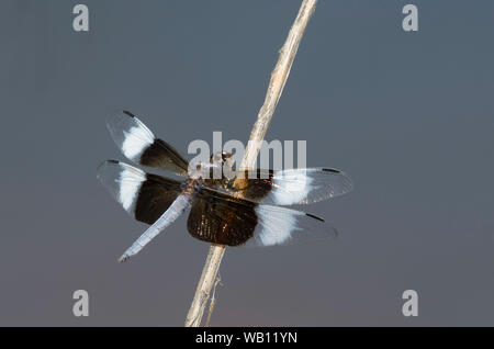 Witwe Skimmer, Libellula luctuosa, männlich Stockfoto