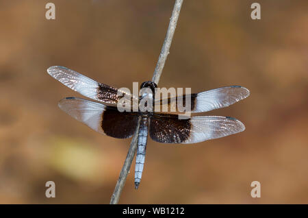 Witwe Skimmer, Libellula luctuosa, männlich Stockfoto