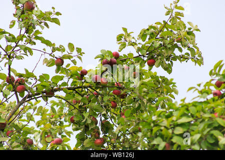 Bio Apfel an einem Baum, Apfel Obst, große reife Äpfel Cluster hängen Heap auf einem Ast in einer intensiven Apple Orchard Stockfoto