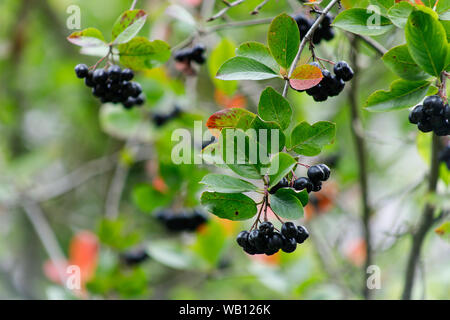 Aronia melanocarpa Aronia Beeren oder auf einem Busch. Strauch mit Trauben reif Aronia im Garten. Herbst Ernte. Stockfoto