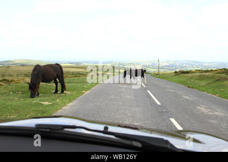 DARTMOOR PONYS AUF DARTMOOR, Devon, England. DARTMOOR HILL Ponys sind wilde Ponys, die LIVE AUF DARTMOOR für Jahrhunderte. Sie sind stark und sanfte Tiere. Nur 800 frei herumlaufen. Reisen in Großbritannien. Tourismus. Wilden Ponys. Wilde Tiere. Gutes Reiten Ponys. Stockfoto