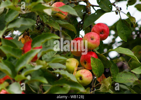 Bio Apfel an einem Baum, Apfel Obst, große reife Äpfel Cluster hängen Heap auf einem Ast in einer intensiven Apple Orchard Stockfoto