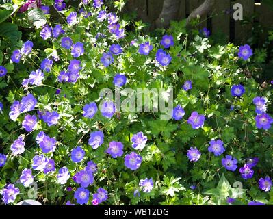 Blaue Geranie in der Blüte Blüte im Garten Stockfoto