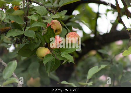 Bio Apfel an einem Baum, Apfel Obst, große reife Äpfel Cluster hängen Heap auf einem Ast in einer intensiven Apple Orchard Stockfoto