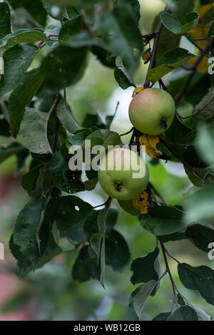 Bio Apfel an einem Baum, Apfel Obst, große reife Äpfel Cluster hängen Heap auf einem Ast in einer intensiven Apple Orchard Stockfoto
