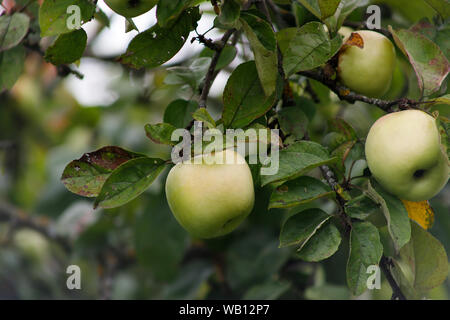 Bio Apfel an einem Baum, Apfel Obst, große reife Äpfel Cluster hängen Heap auf einem Ast in einer intensiven Apple Orchard Stockfoto