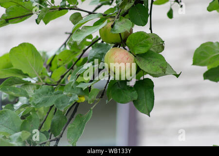 Bio Apfel an einem Baum, Apfel Obst, große reife Äpfel Cluster hängen Heap auf einem Ast in einer intensiven Apple Orchard Stockfoto