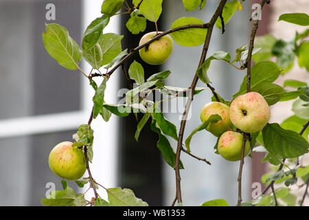 Bio Apfel an einem Baum, Apfel Obst, große reife Äpfel Cluster hängen Heap auf einem Ast in einer intensiven Apple Orchard Stockfoto