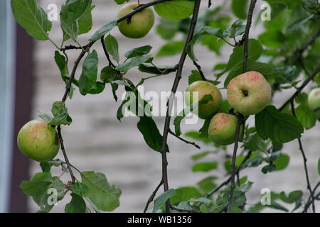 Bio Apfel an einem Baum, Apfel Obst, große reife Äpfel Cluster hängen Heap auf einem Ast in einer intensiven Apple Orchard Stockfoto