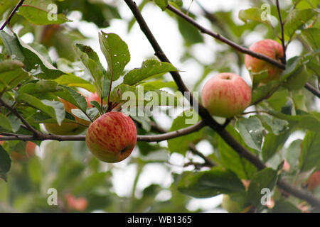 Bio Apfel an einem Baum, Apfel Obst, große reife Äpfel Cluster hängen Heap auf einem Ast in einer intensiven Apple Orchard Stockfoto
