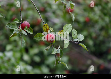 Bio Apfel an einem Baum, Apfel Obst, große reife Äpfel Cluster hängen Heap auf einem Ast in einer intensiven Apple Orchard Stockfoto
