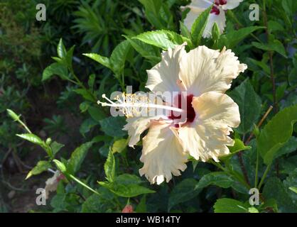 Rote Muster auf weißen Blüten von Hibiskus Blüte mit natürlichen, grünen Hintergrund, tropische Blume blüht und gelben Pollen zeigen Stockfoto