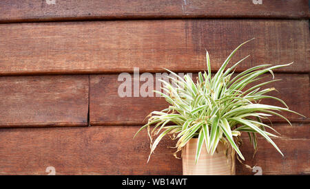 Spider Werk in Keramik Topf mit rot-braune hölzerne Verkleidung im Hintergrund, Chlorophytum comosum Stockfoto