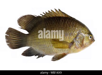 Gestreifte tiger Schaukelfische, Pristolepis fasciata auf weißem Hintergrund, wichtige aquacultured Süßwasser-Arten in Thailand Stockfoto