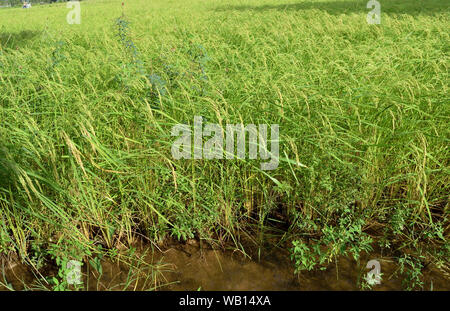 Grüner Reis Feldfrüchte mit Bündel von Samen, Landwirtschaft in Thailand Stockfoto