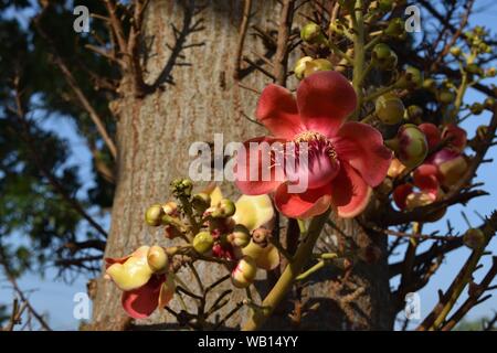 Shorea Robusta Blüte mit natürlichen Braun und Grün im Hintergrund, rote Blütenblätter von Cannonball Baum Stockfoto