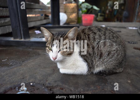 Grau tabby Katze sitzt auf Betonboden Stockfoto