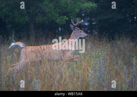 Weißwedelhirsche Buck, die durch die Wiese frühen Sommermorgen in Kanada Stockfoto