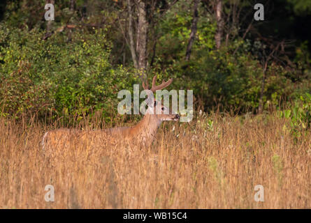 Weißwedelhirsche buck am frühen Morgen mit samt Geweih im Sommer in Kanada Stockfoto