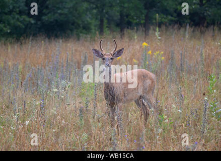 Weißwedelhirsche buck am frühen Morgen mit samt Geweih im Sommer in Kanada Stockfoto