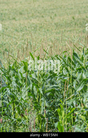 Mais/Mais/Zea mays wachsen in Cornwall. Männliche Blüte Quasten. Wachsende Zuckermais in Großbritannien. Stockfoto