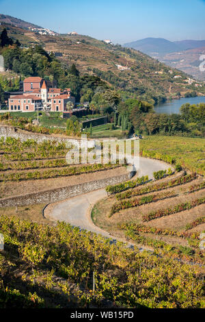 Weinberge an den Ufern des Flusses Douro, in der Nähe von Samodaes und Peso da Régua, Im Baixo Corgo/Weinregion Alto Douro, Nordportugal Stockfoto