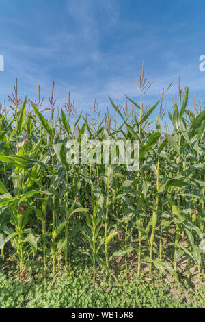 Mais/Mais/Zea mays wachsen in Cornwall. Männliche Blüte Quasten. Wachsende Zuckermais in Großbritannien, das Essen wächst im Feld. Stockfoto