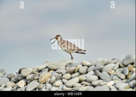 Willet (Catoptrophorus semipalmatus) auf Kieselsteinen thront, Cherry Beach, Nova Scotia, Kanada Stockfoto