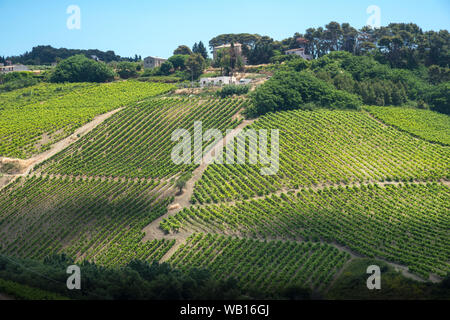 Weinberge auf den Hügeln in der Nähe von Salemi in der Provinz Trapani, Sizilien, Italien. Stockfoto