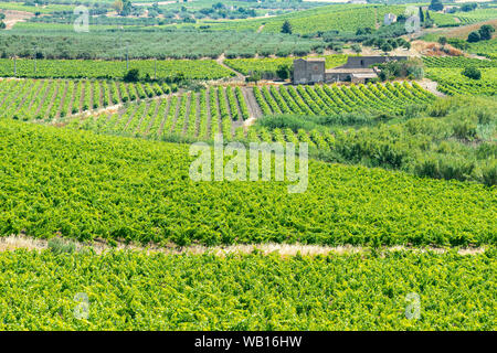 Weinberge auf den Hügeln in der Nähe von Salemi in der Provinz Trapani, Sizilien, Italien. Stockfoto