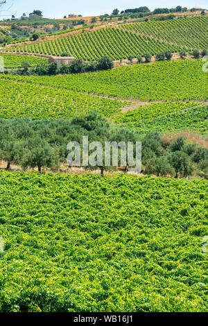 Weinberge auf den Hügeln in der Nähe von Salemi in der Provinz Trapani, Sizilien, Italien. Stockfoto