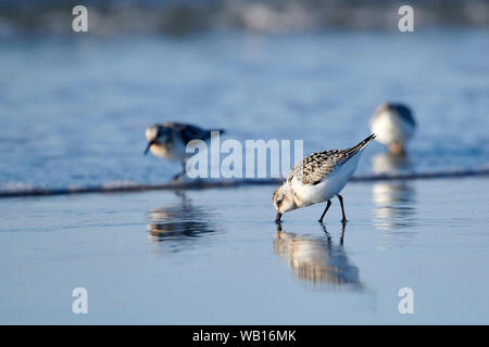 Semipalmated Sandpiper (Calidris pusilla) Futtersuche am Strand, Cherry Hill Beach, Nova Scotia, Kanada Stockfoto