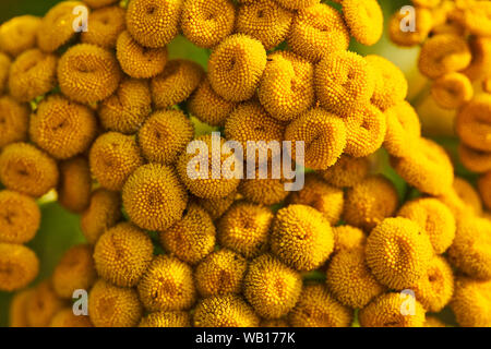 Gelbe Blumen, Rainfarn Tanacetum vulgare. Hintergrund mit Farben. Stockfoto