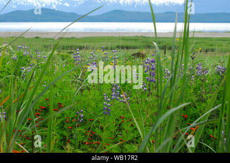 Alaska - Panoramablick auf die Landschaft wunderschön farbige Wildblumen und schneebedeckte Berge, in der Nähe von Juneau. Stockfoto