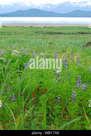 Alaska - Panoramablick auf die Landschaft wunderschön farbige Wildblumen und schneebedeckte Berge, in der Nähe von Juneau. Stockfoto