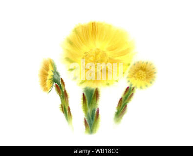 Coltfoot frühen Frühling Blumen. Aquarell realistisch gemalte Hand Abbildung mit großen Blüten und Knospen. Botanische Malerei von coughwort auf isolierte Stockfoto